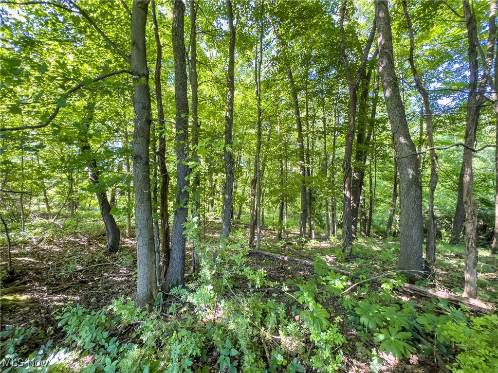 0 Taylor Road Doylestown, OH 44230 - Photo 11 of 22 View of landscape featuring a view of trees