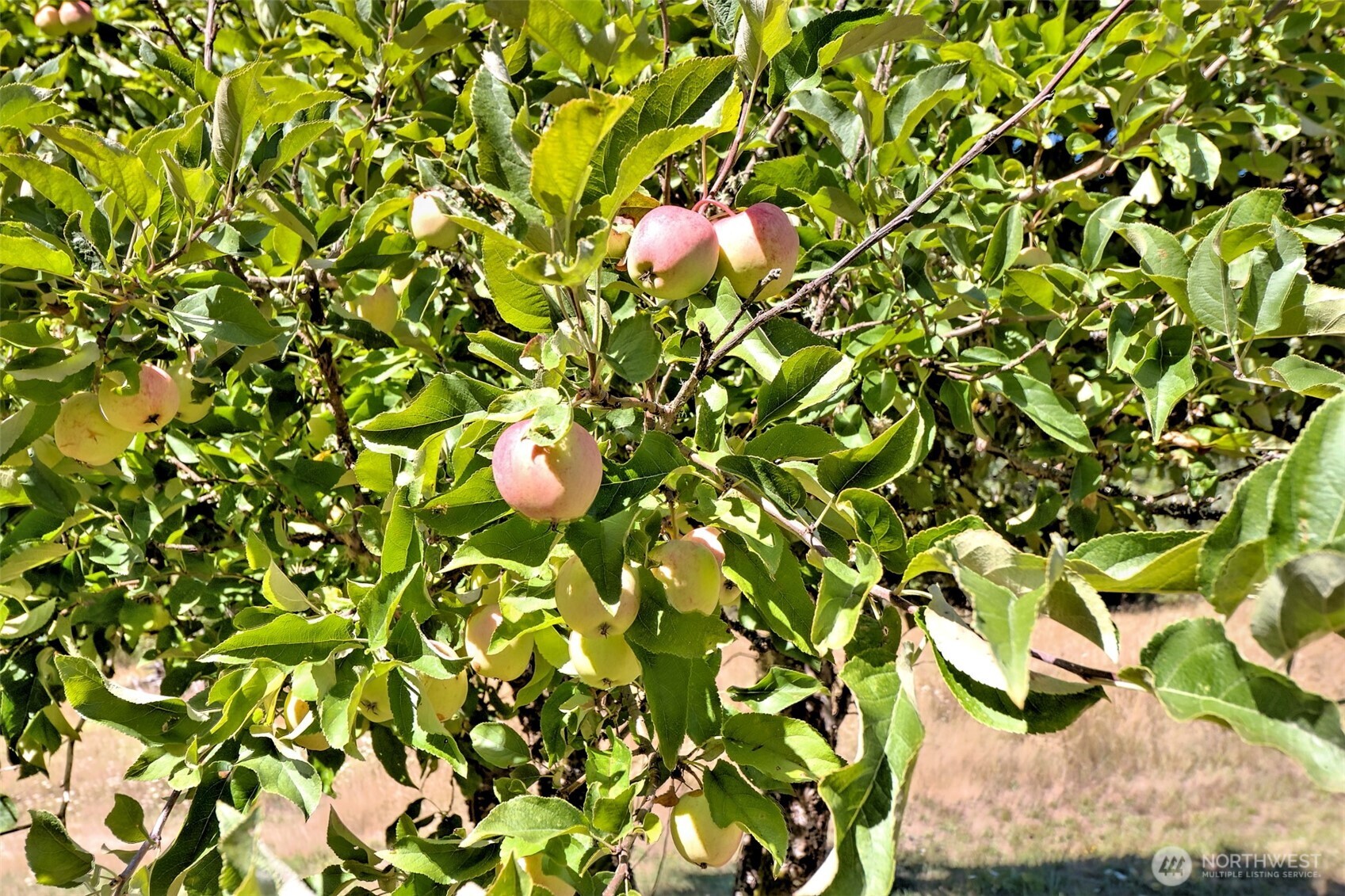 1982 West Ford Loop Road Elma, WA 98541 - Photo 22 of 29 a picture of flowers