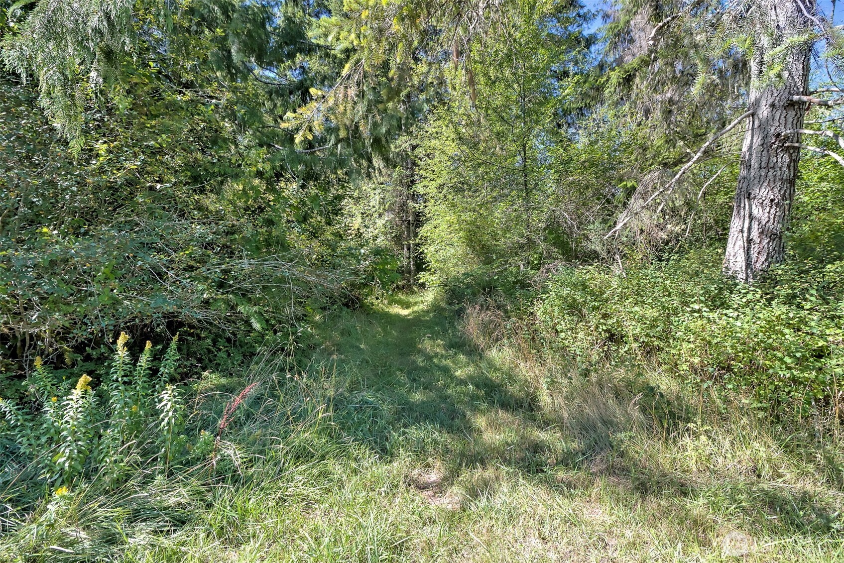1982 West Ford Loop Road Elma, WA 98541 - Photo 28 of 29 a view of a lush green forest