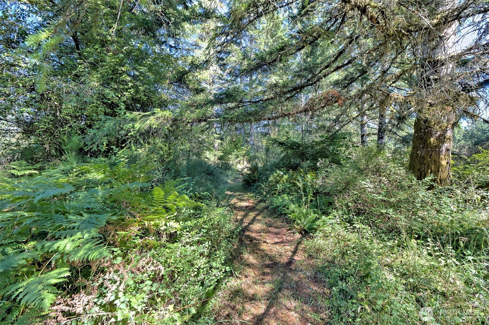 1982 West Ford Loop Road Elma, WA 98541 - Photo 29 of 29 an aerial view of residential house with outdoor space and trees all around