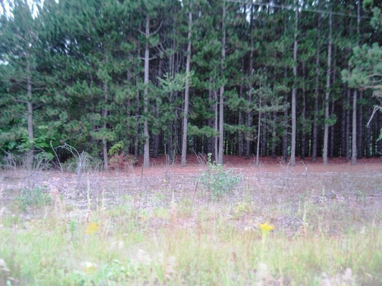 8676 Mockerman Road Southeast Fife Lake, MI 49633 - Photo 23 of 65 1821812-23.JPG