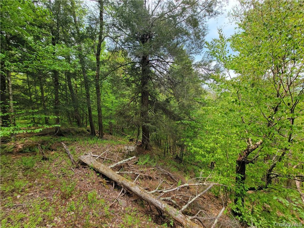 172 Eagles Ridge Way Parksville, NY 12768 - Photo 24 of 36 a view of a backyard with trees