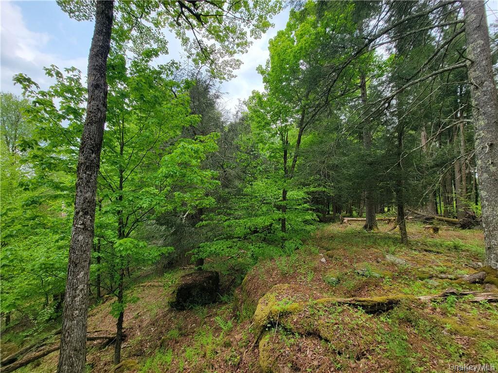 172 Eagles Ridge Way Parksville, NY 12768 - Photo 25 of 36 a view of a tree in a yard