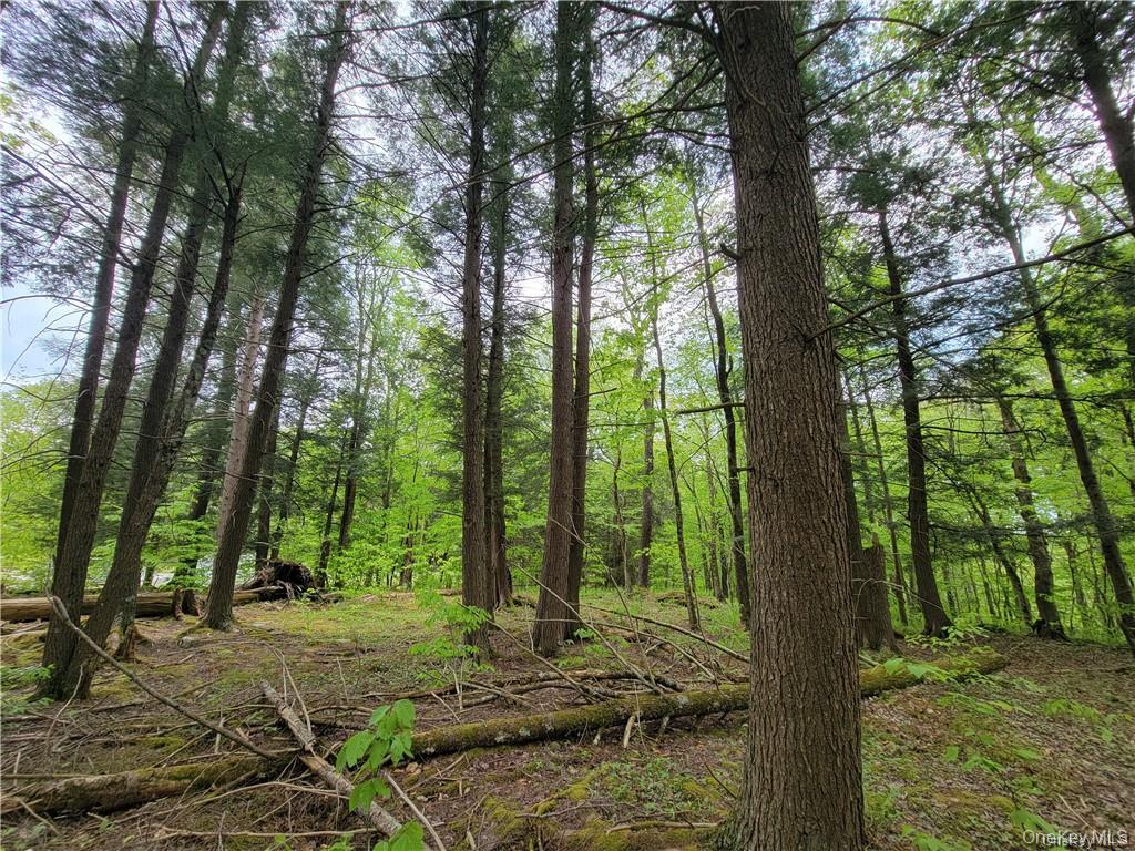 172 Eagles Ridge Way Parksville, NY 12768 - Photo 26 of 36 a view of backyard with trees