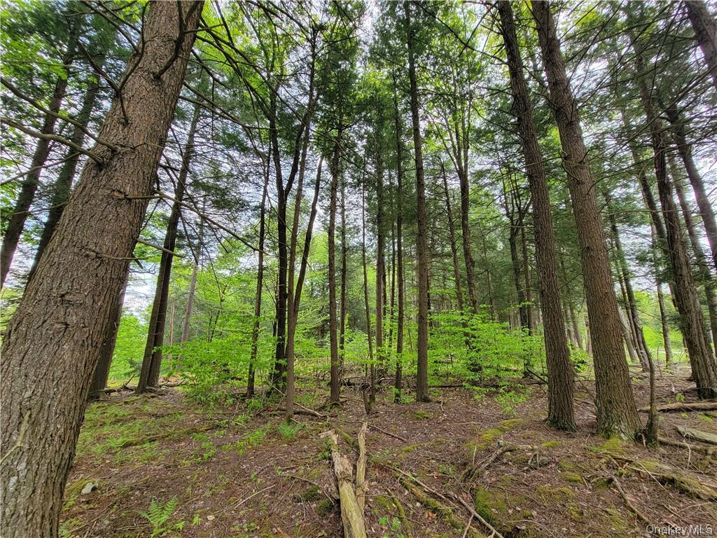 172 Eagles Ridge Way Parksville, NY 12768 - Photo 27 of 36 a view of lush green forest