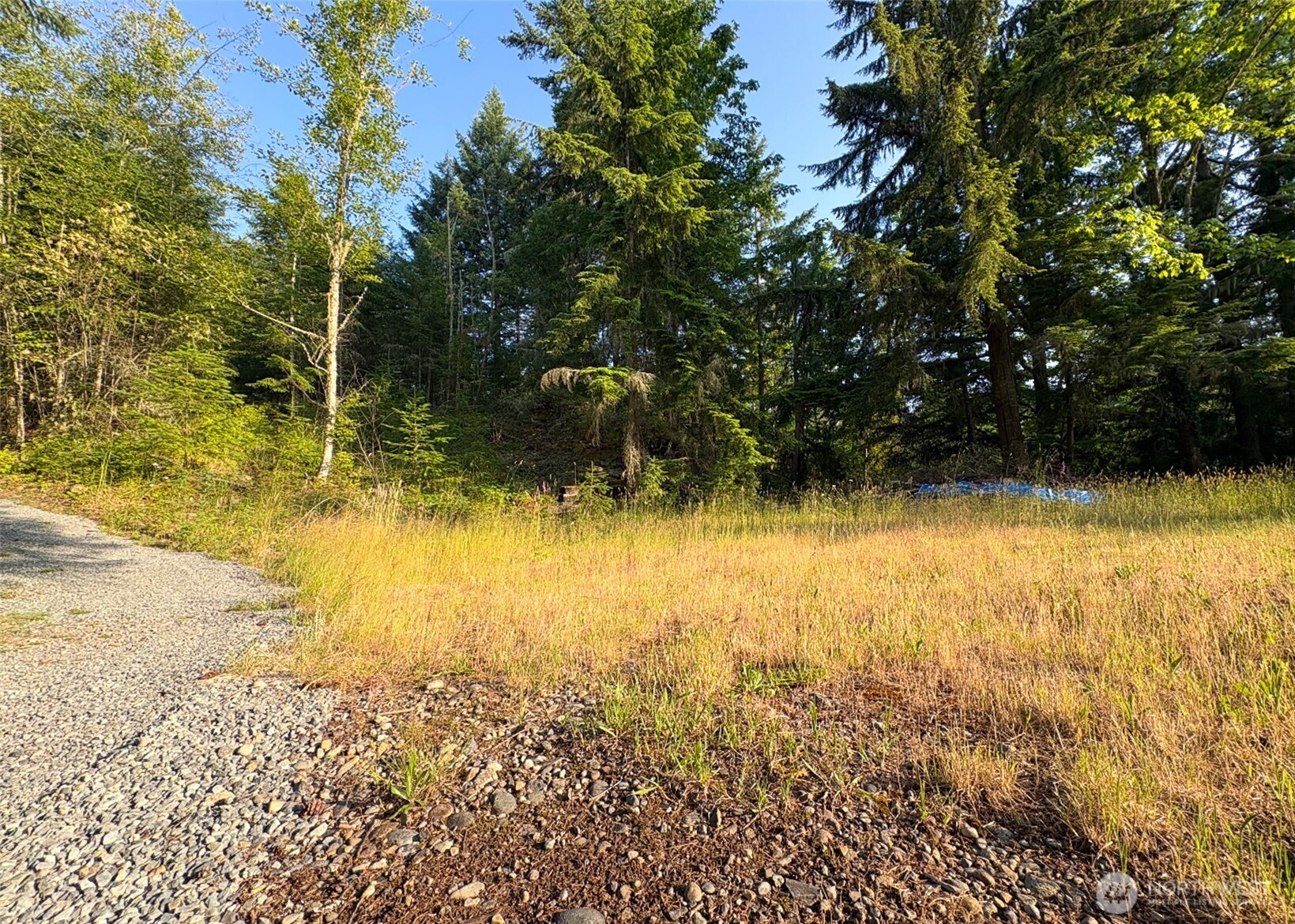 a view of yard and swimming pool