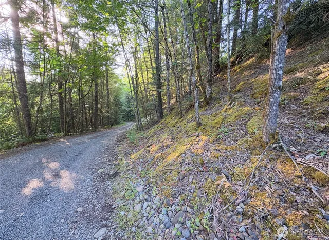 a view of a yard with large trees