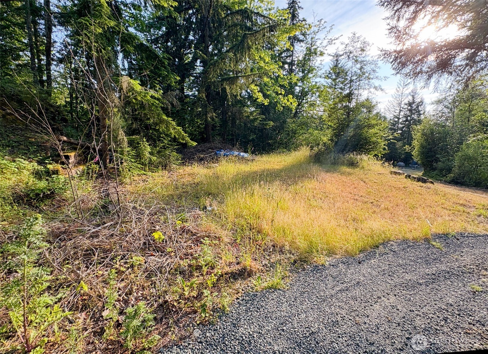 19620 199th Street East Orting, WA 98360 - Photo 3 of 8 a view of a yard with large trees