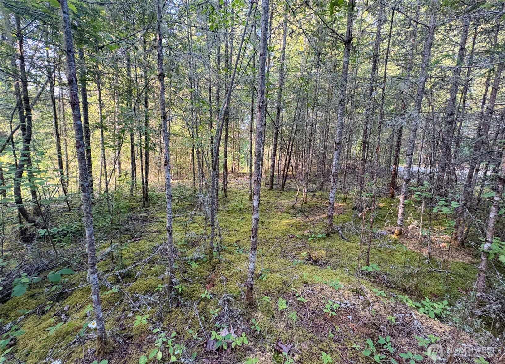 19620 199th Street East Orting, WA 98360 - Photo 4 of 8 a view of outdoor space and a yard
