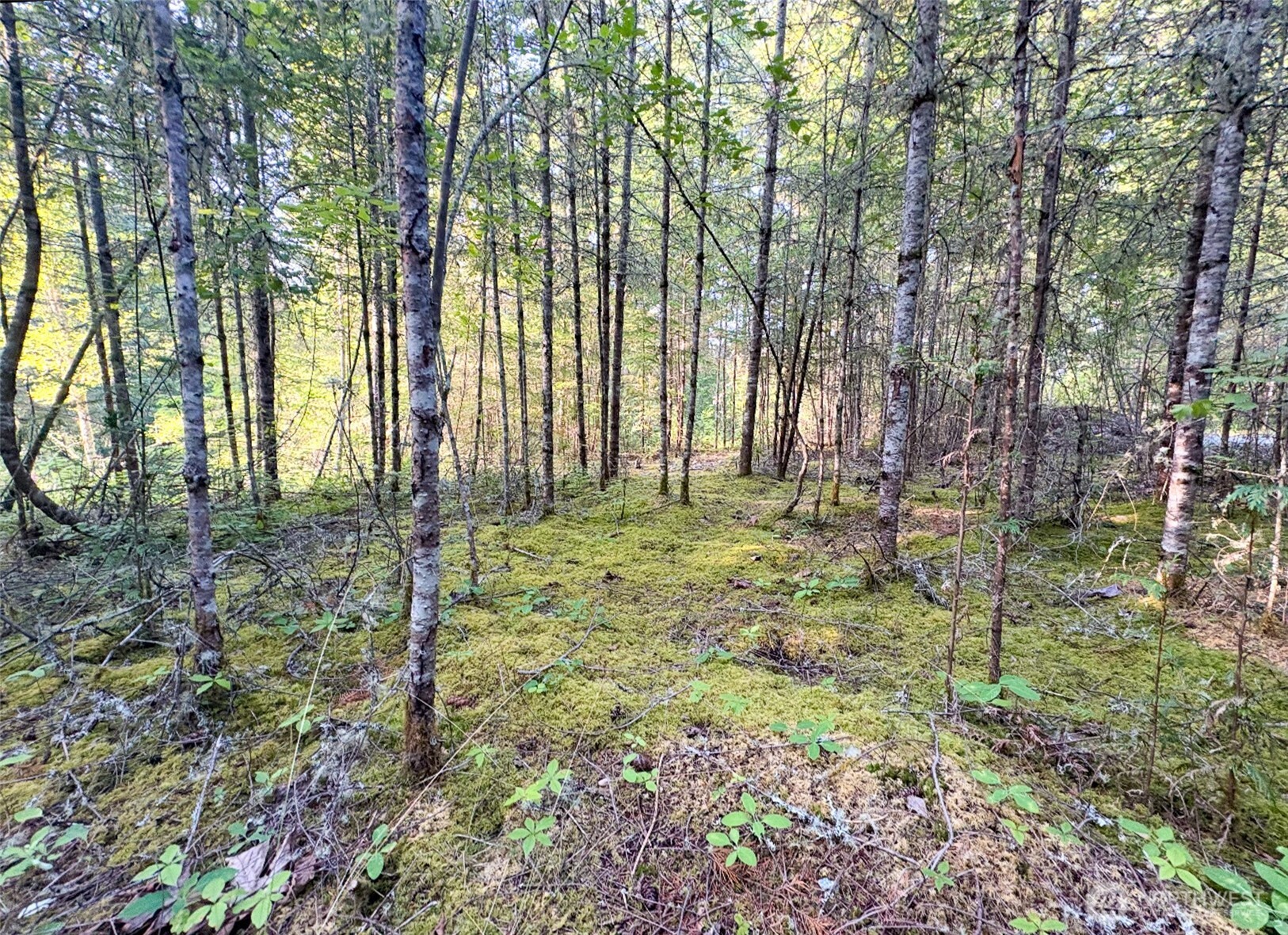 19620 199th Street East Orting, WA 98360 - Photo 5 of 8 a view of outdoor space with trees