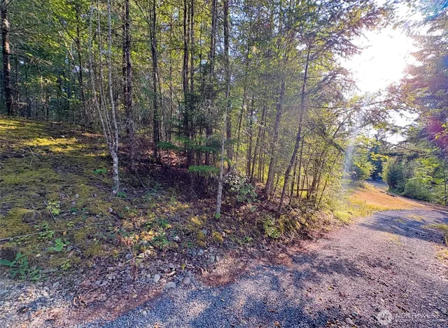 a view of a yard with a tree