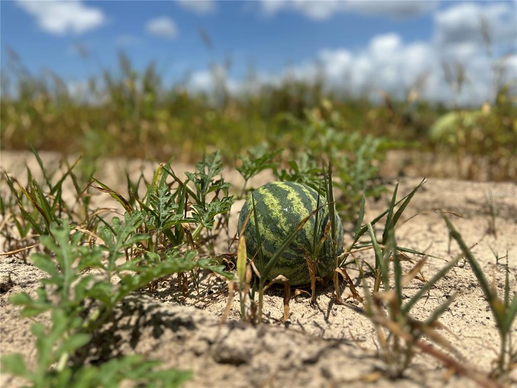Tbd Northeast 69th Place Bronson, FL 32621 - Photo 9 of 12