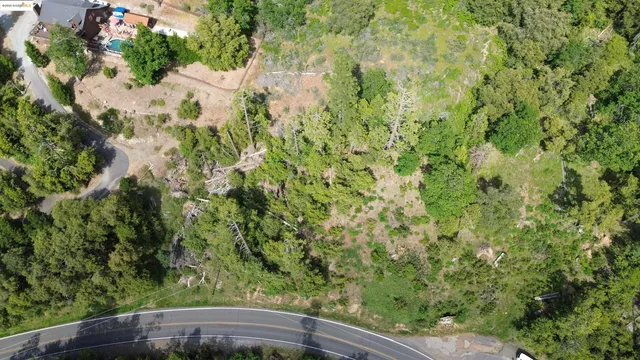 a view of a garden with a plant