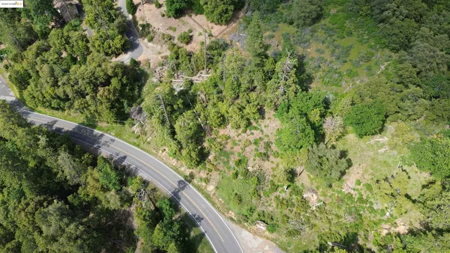 a view of a garden with a plant