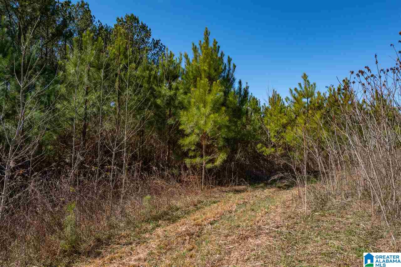 539 Jim Bagwell Road Empire, AL 35063 - Photo 30 of 35 Gallery Image 30