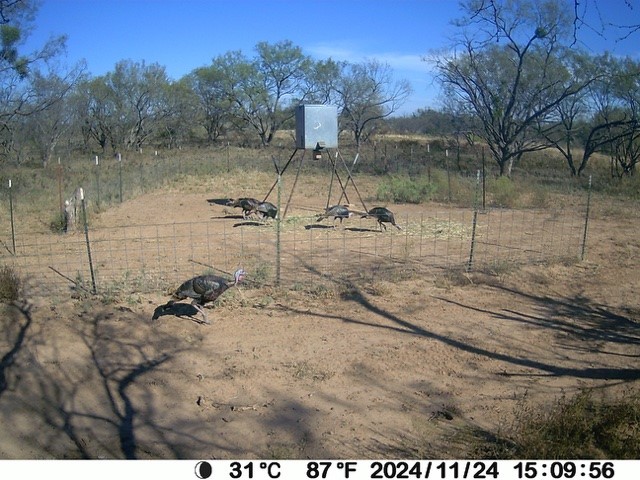 18601 County Road 214 Brookesmith, TX 76827 - Photo 39 of 39 Turkey