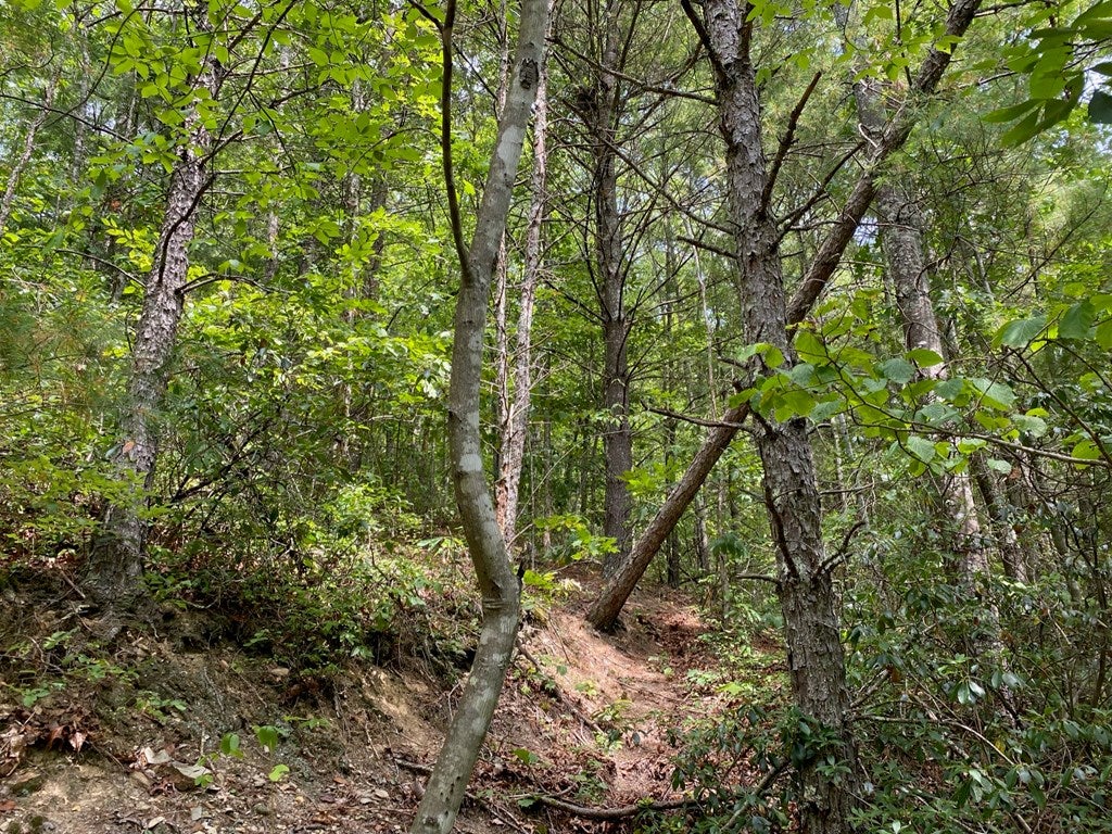 Tbd Old Wilderness Road, Unit 17 Ceres, VA 24318 - Photo 8 of 16 Gallery Image 8