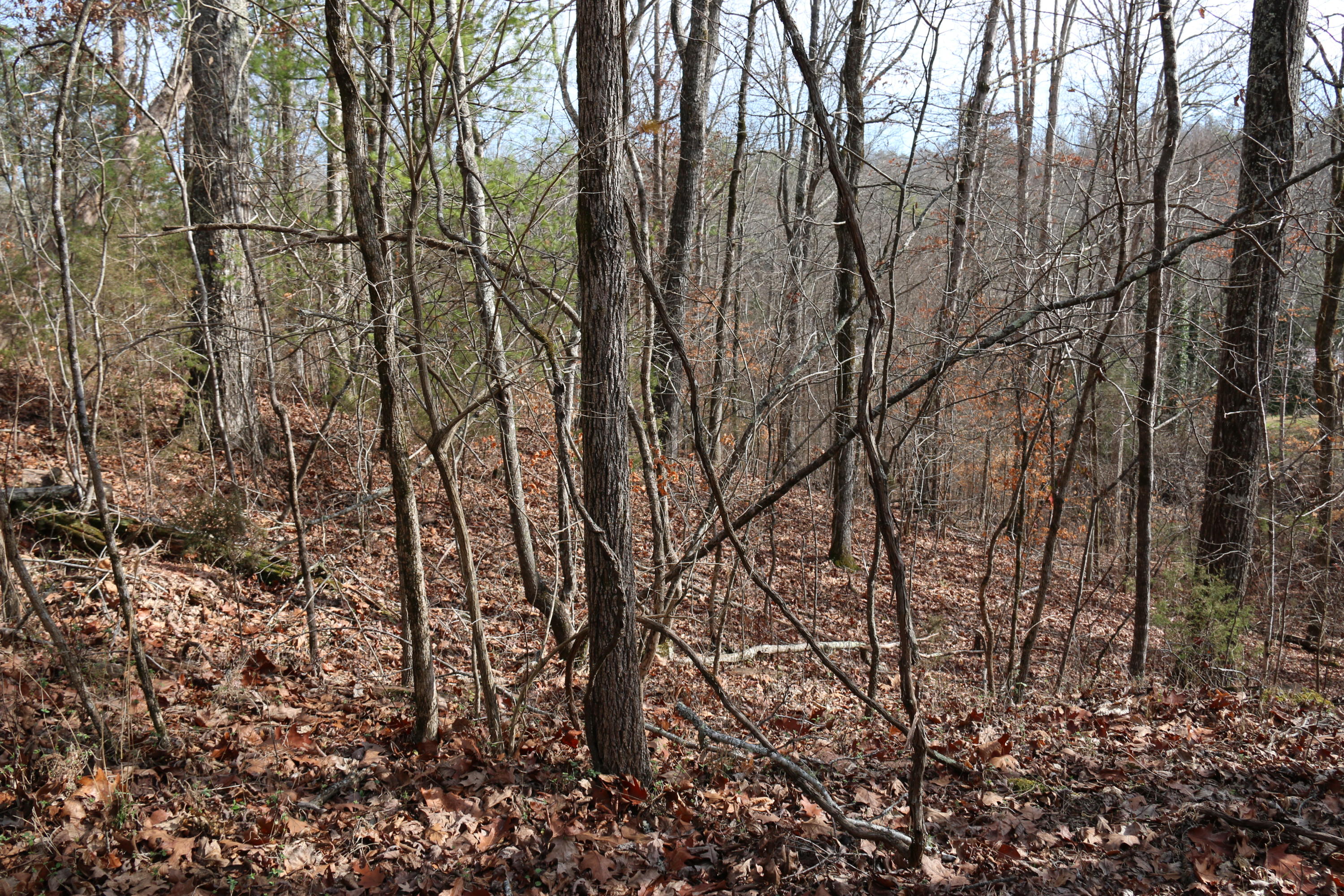 921 Deaderick Road Knoxville, TN 37920 - Photo 33 of 40 IMG_4078