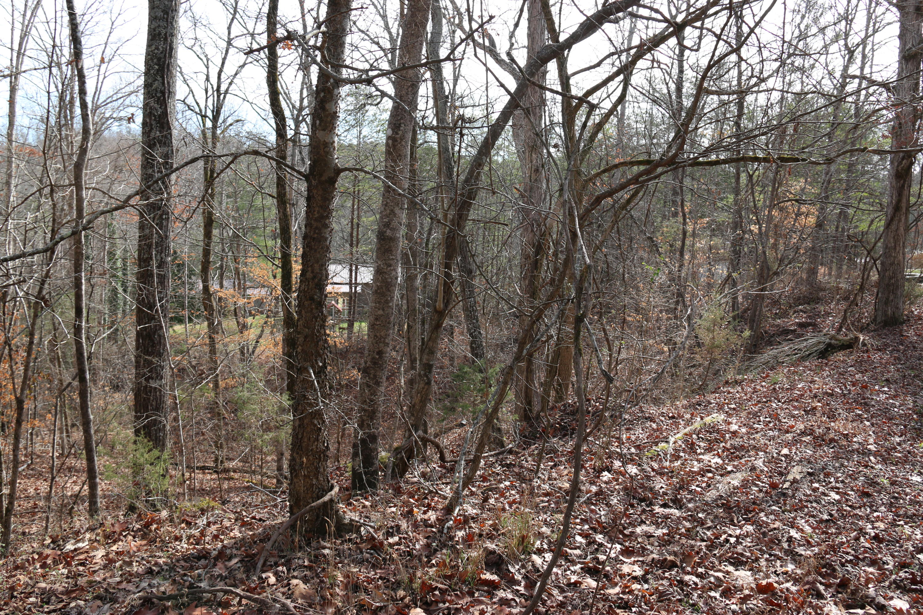 921 Deaderick Road Knoxville, TN 37920 - Photo 34 of 40 IMG_4079