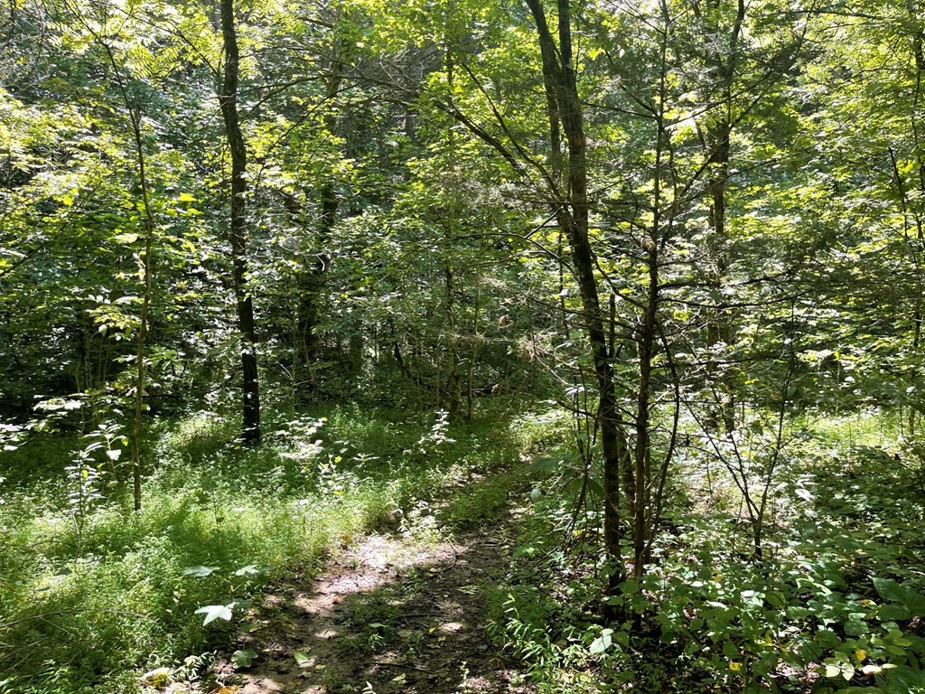 1549 Douglas Dam Road Sevierville, TN 37876 - Photo 25 of 30