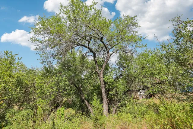 a view of a yard with a tree