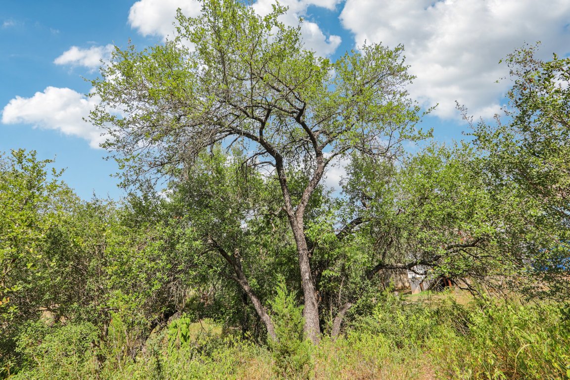 a view of a yard with a tree