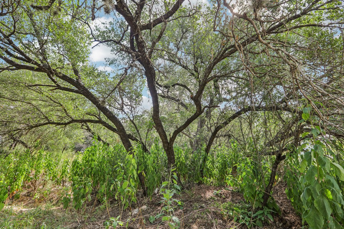 12610 River Bend Austin, TX 78732 - Photo 2 of 19 a backyard of a house with lots of green space