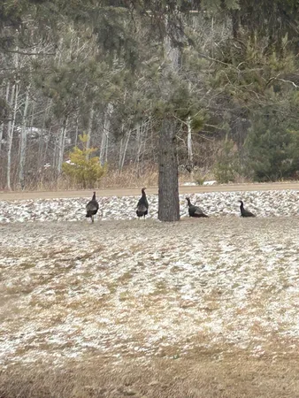 $294,900 | 29533 505th Avenue, Henning, MN 56551