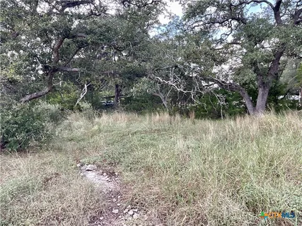 a view of a tree in a yard