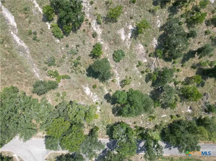 a view of a forest with a tree