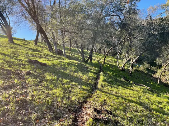 a view of a park with large trees