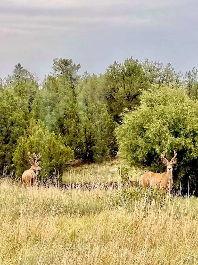 3671 Siloam Road Beulah, CO 81023 - Photo 68 of 79 Gallery Image 68