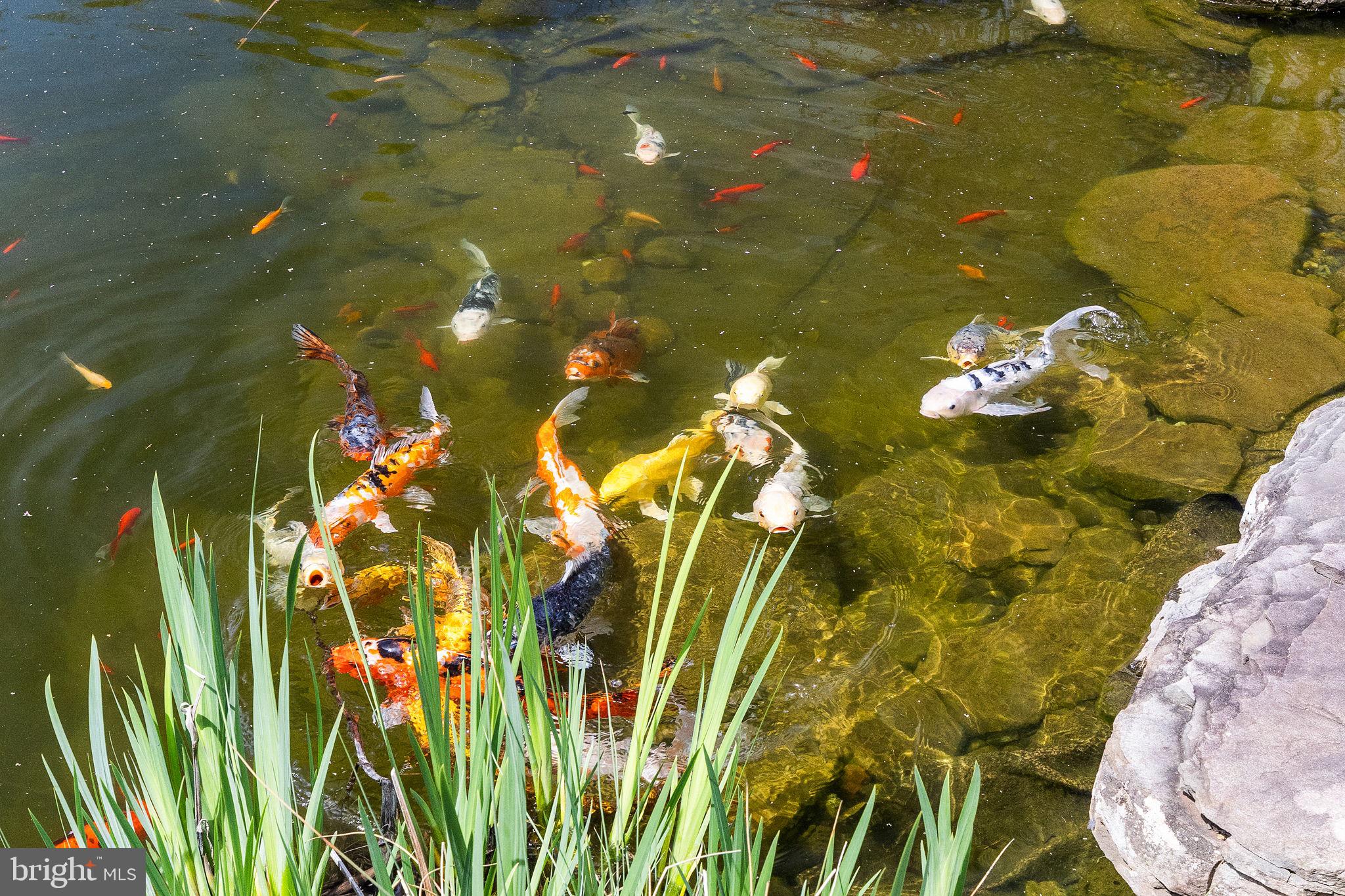 65 Covered Bridge Road New Hope, PA 18938 - Photo 101 of 117 a close up of a plant in a garden