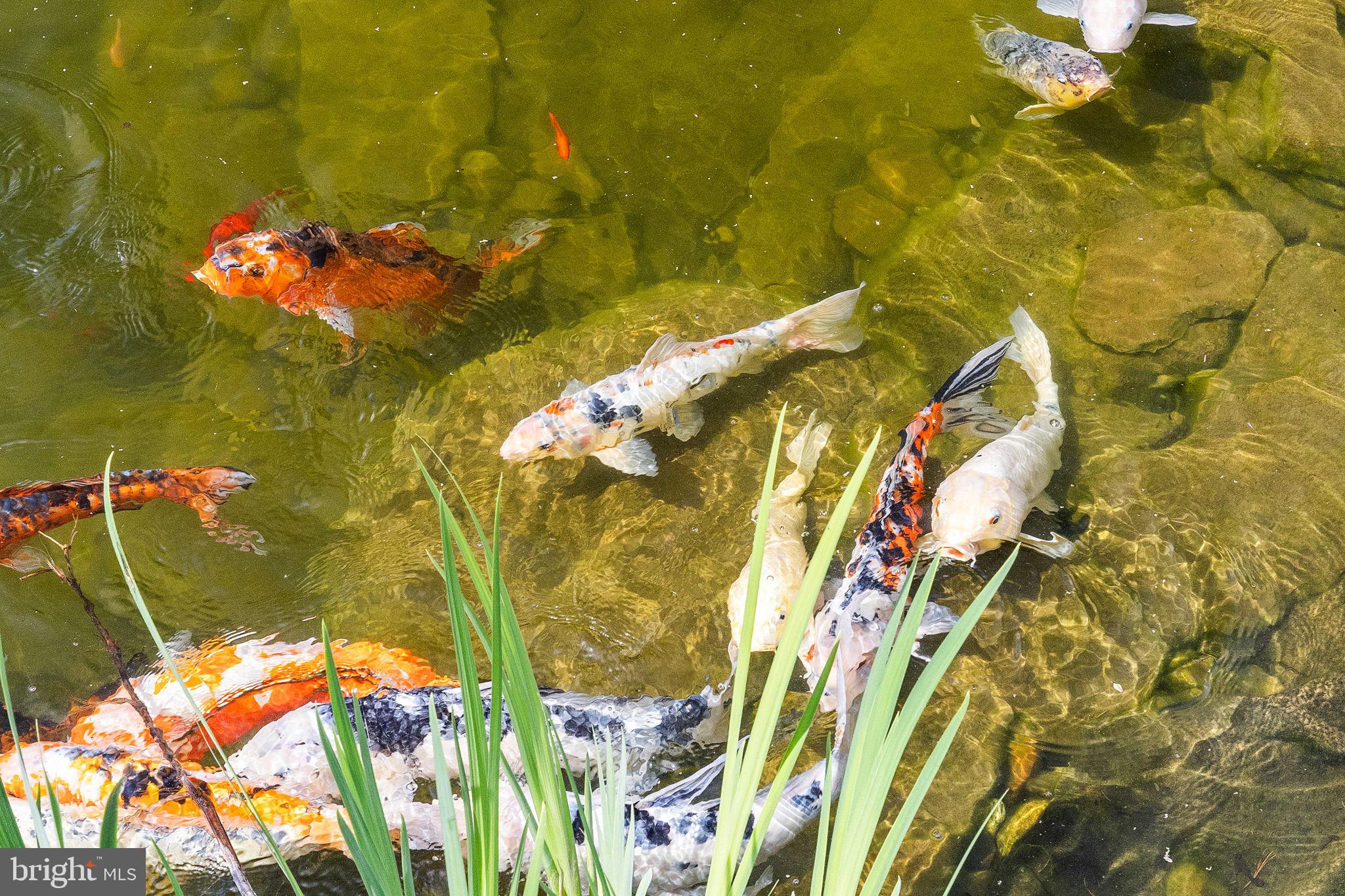 65 Covered Bridge Road New Hope, PA 18938 - Photo 102 of 117 Koi Pond