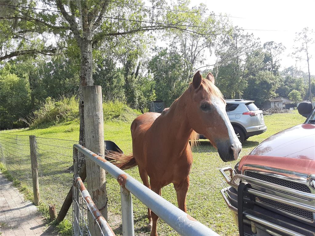 8333 Kathleen Road Lakeland, FL 33810 - Photo 21 of 24 a view of a patio with chairs next to a yard