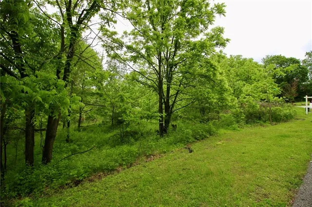 a view of a lush green forest