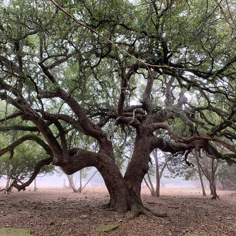 5818 Ranch Road 165, Unit TRACT 1 Blanco, TX 78606 - Photo 37 of 40 Heritage oak on property