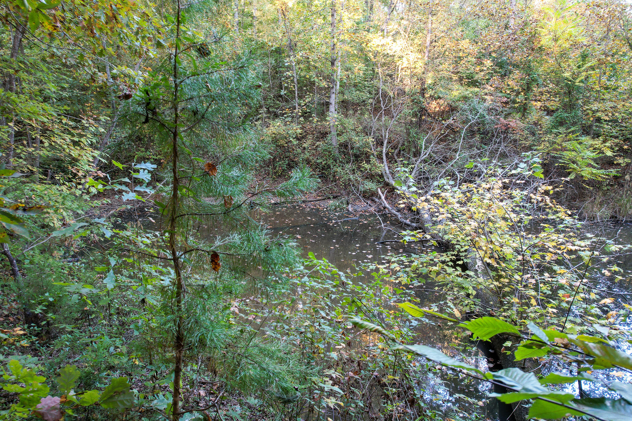 1316 Poplar Springs Road Greeneville, TN 37743 - Photo 92 of 98 DJI_0257