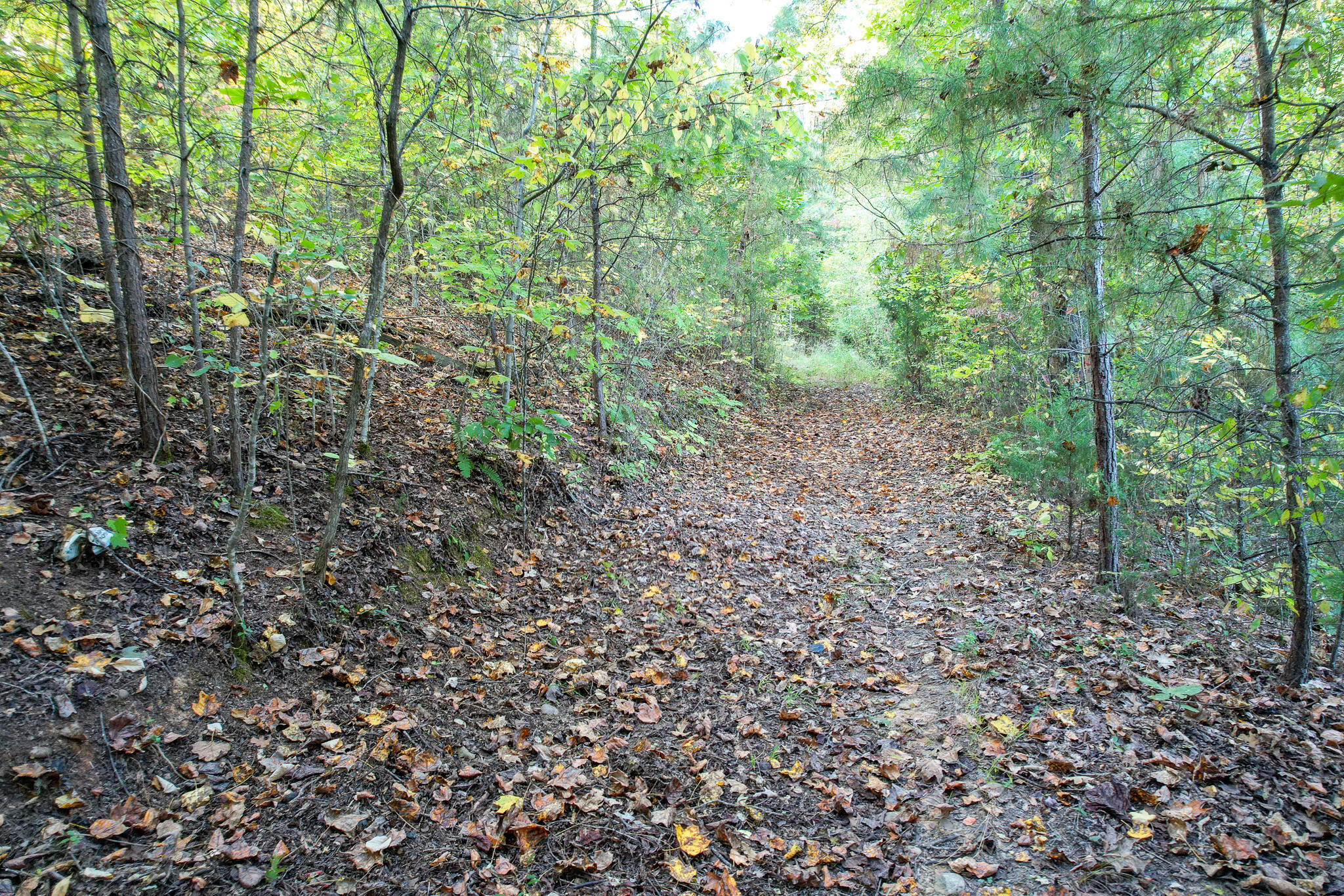1316 Poplar Springs Road Greeneville, TN 37743 - Photo 93 of 98 DJI_0258