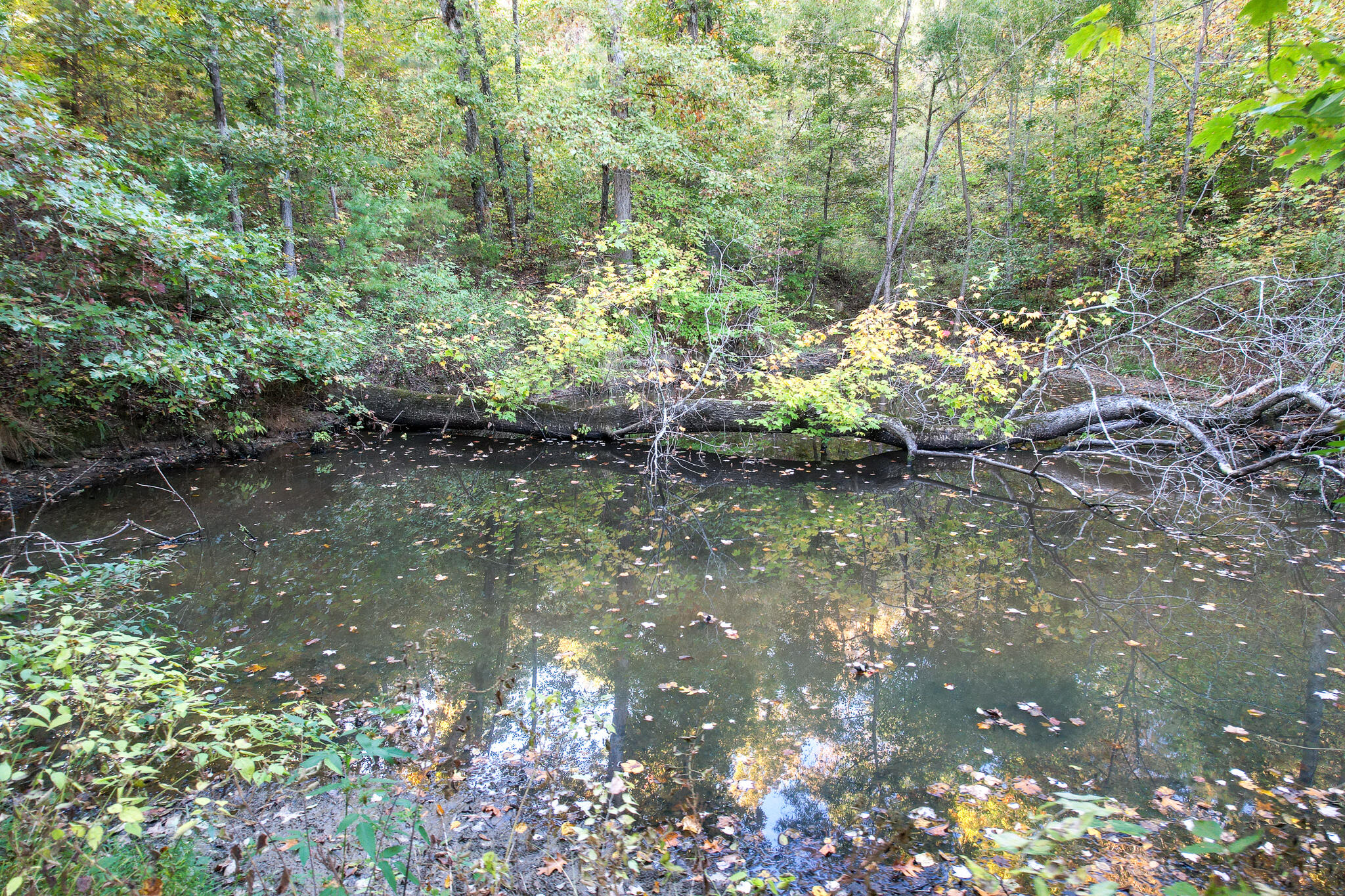 1316 Poplar Springs Road Greeneville, TN 37743 - Photo 96 of 98 DJI_0267
