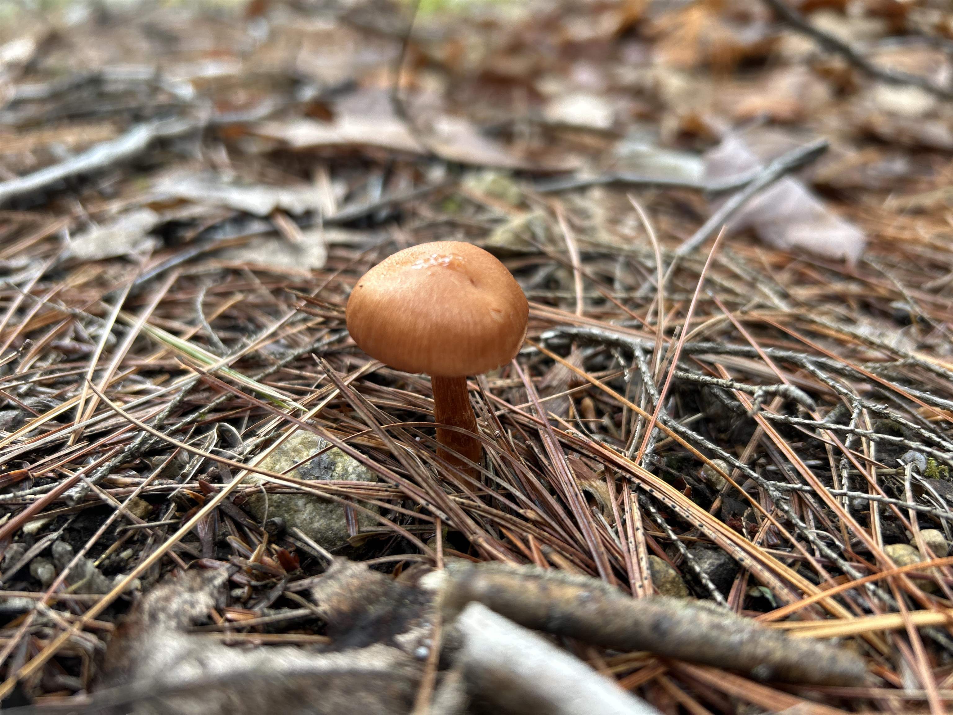 0 Pound Road North North Sutton, NH 03260 - Photo 22 of 41