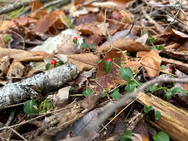 $329,000 | 0 Pound Road North, North Sutton, NH 03260