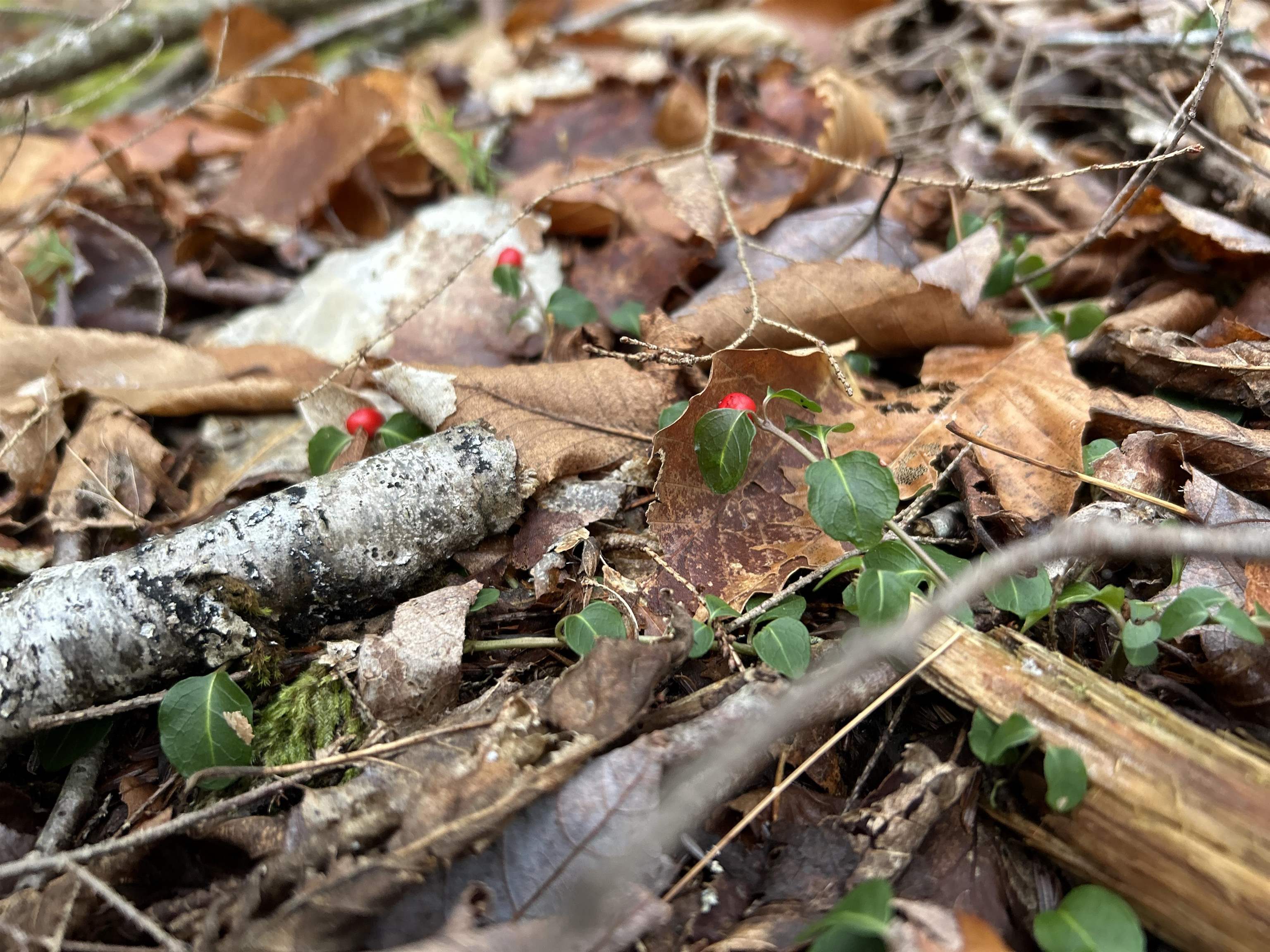 0 Pound Road North North Sutton, NH 03260 - Photo 25 of 41