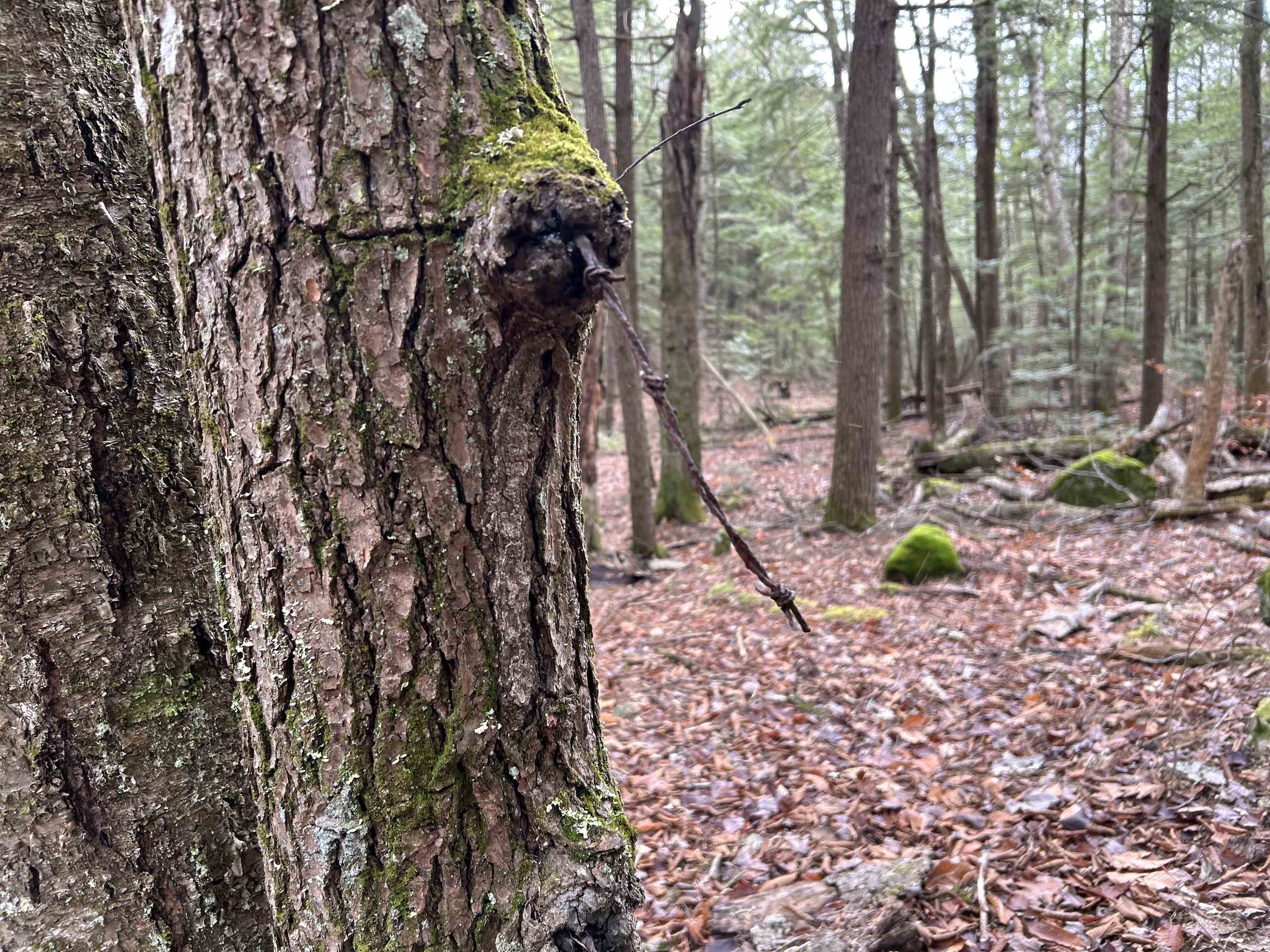 0 Pound Road North North Sutton, NH 03260 - Photo 28 of 41