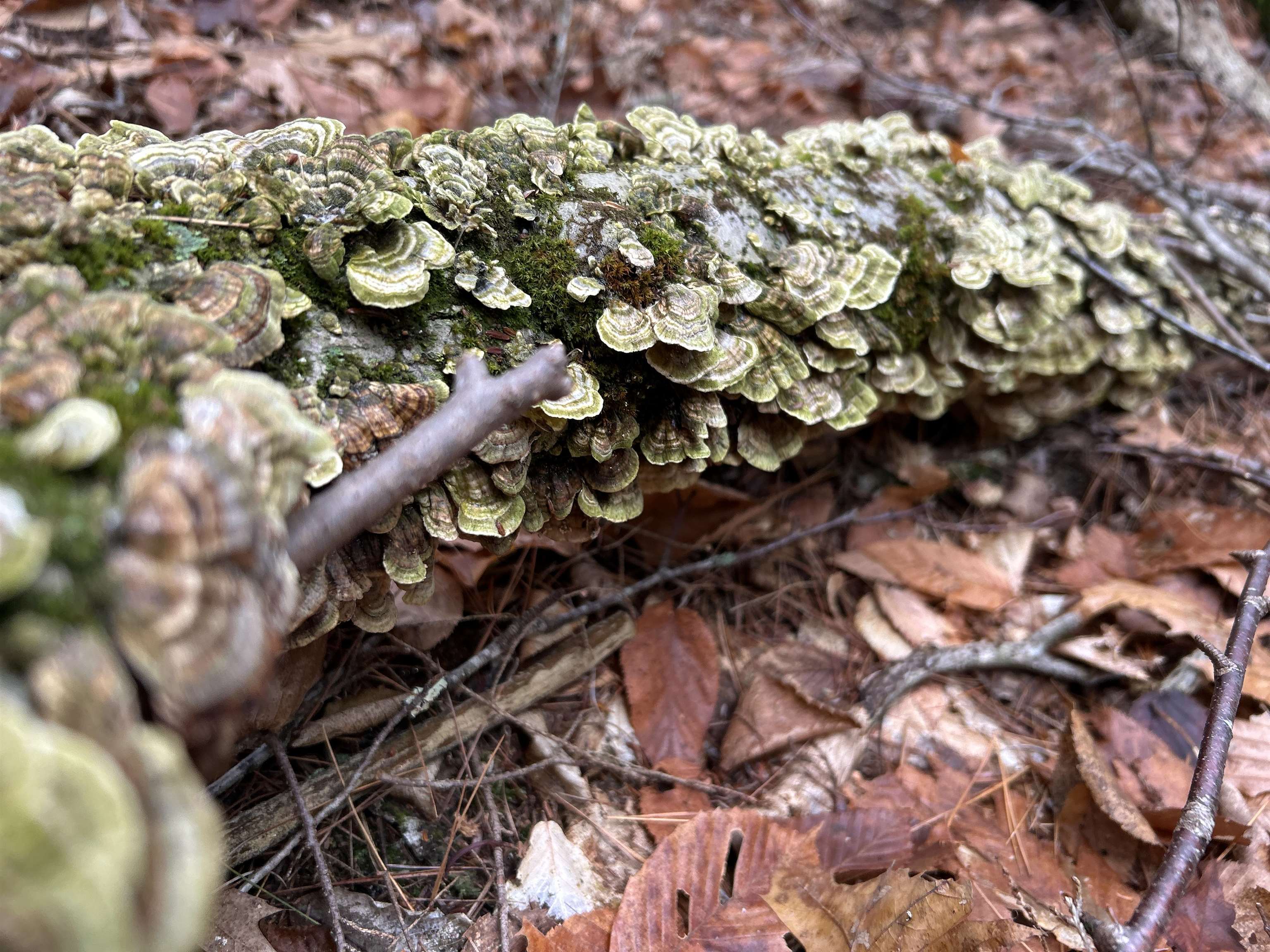 0 Pound Road North North Sutton, NH 03260 - Photo 32 of 41