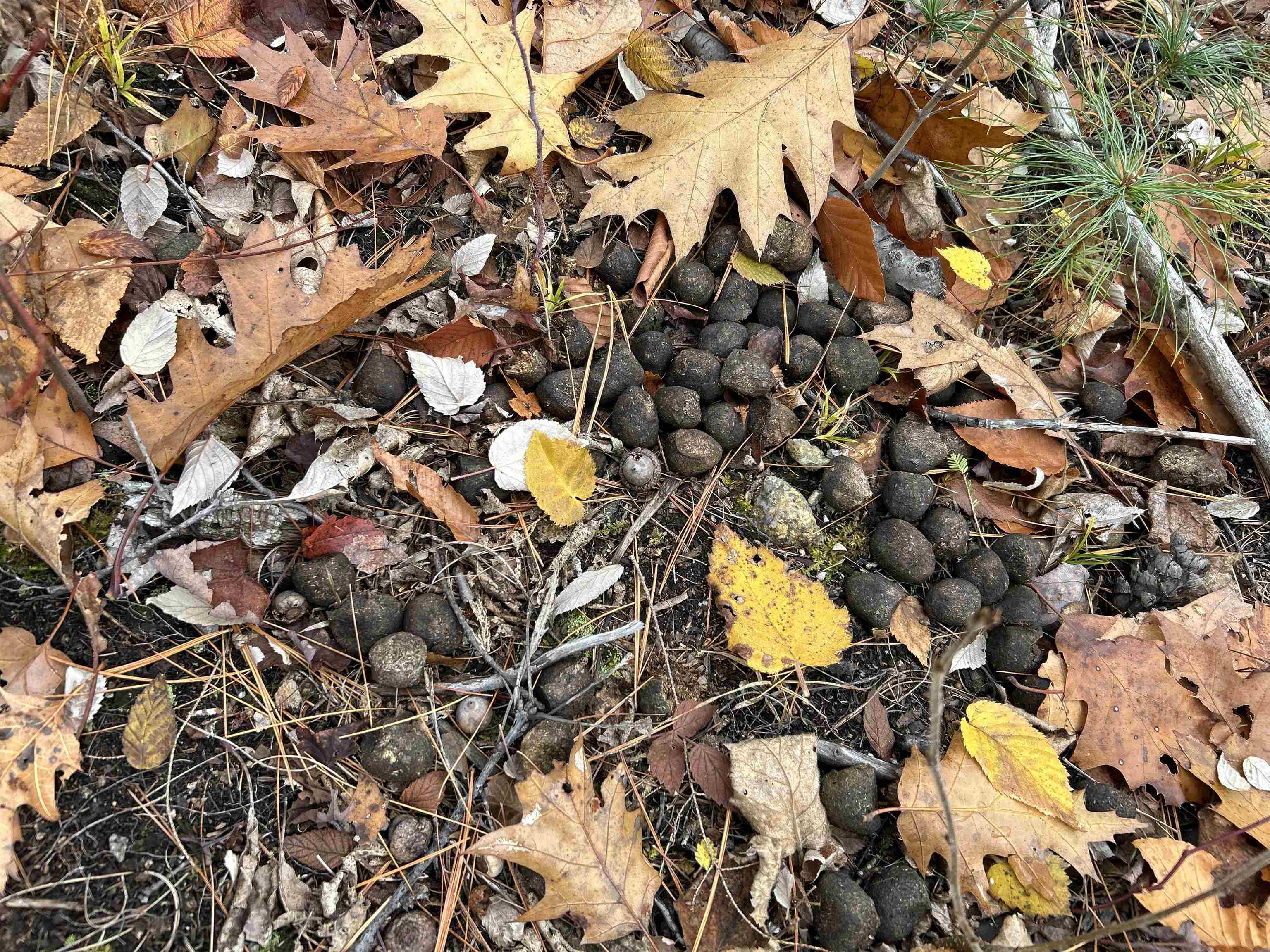 0 Pound Road North North Sutton, NH 03260 - Photo 40 of 41