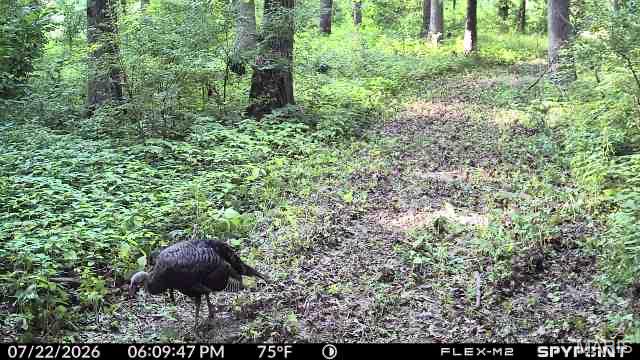 9368 Rhea Park Road Loami, IL 62661 - Photo 51 of 54