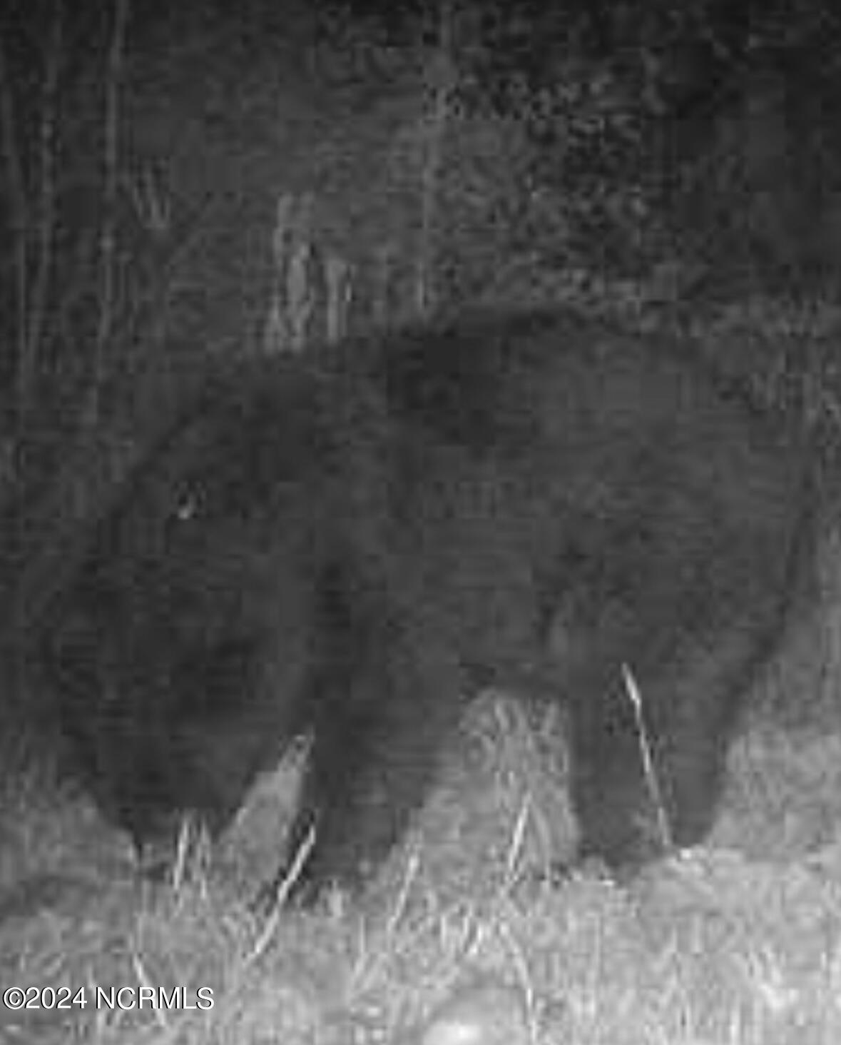 0 Lloyd Corey Road Stokes, NC 27884 - Photo 15 of 21 pineridge2
