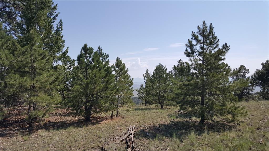 Lot 5879 Running Bear Road Hartsel, CO 80449 - Photo 18 of 34 a view of a forest filled with trees