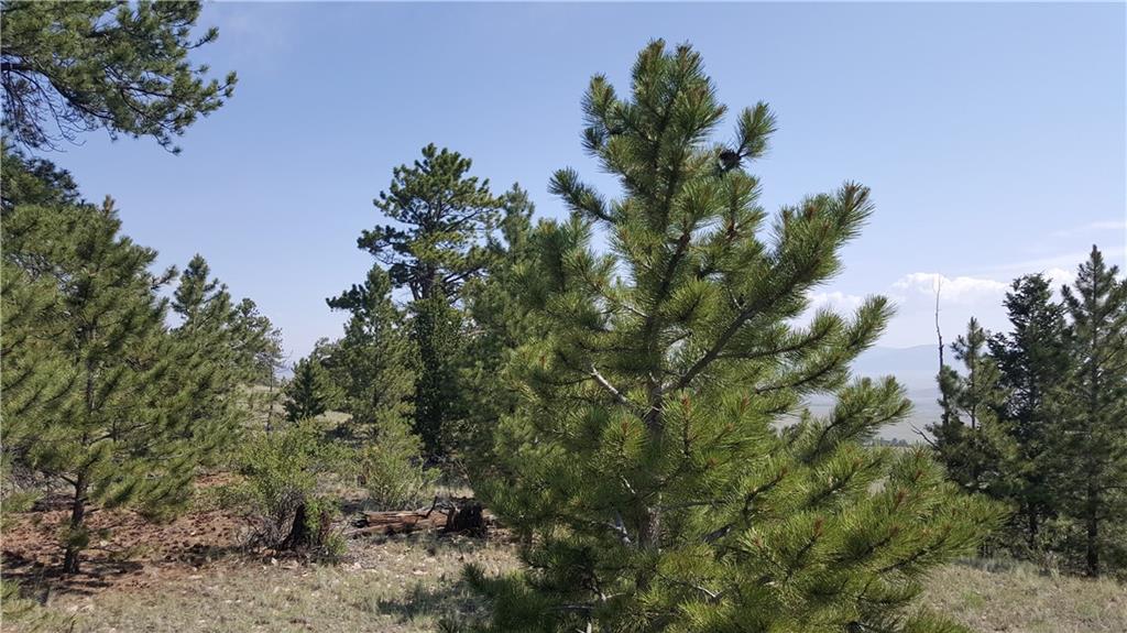 Lot 5879 Running Bear Road Hartsel, CO 80449 - Photo 19 of 34 a view of a tree in a yard